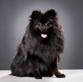 Small black shpitz puppy Royalty Free Stock Photo