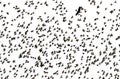 Small black silhouettes of numerous migratory birds starlings spread their wings rapidly flying in a large flock against the white Royalty Free Stock Photo