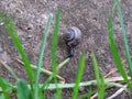 Small black snail creeps to the grass