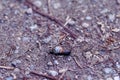 Small black snail on stony ground close-up Royalty Free Stock Photo