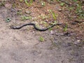 A small snake crawls over a forest road