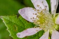 Small black spider hanging on the edge of a California Blackberry flower petal with blurred background