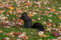 Small black squirrel perched atop a pile of autumn leaves Royalty Free Stock Photo