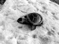 A small black stone turtle resting on a boulder Royalty Free Stock Photo