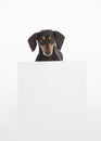 Small black and tan dog centered above a blank sign in the studio