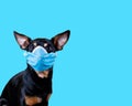 Small Black And Tan Dog Wearing a Medical Face Mask Against Coronavirus COVID-19 isolated on blue background. Concetual Image with