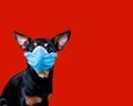 Stop Coronavirus Dog Wearing a Medical Face Mask Against Coronavirus COVID-19 isolated on Lush Lava Background