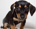 Small black and tan puppy with floppy ears