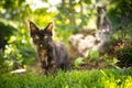 black tortie maine coon kitten outdoors in green garden Royalty Free Stock Photo