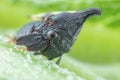 Small Black Treehopper on Sunflower Stem Royalty Free Stock Photo