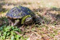 The small black turtle is walking in the grass field. Royalty Free Stock Photo