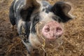 Small black variegated Danish landrace pig Royalty Free Stock Photo