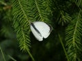 Small black white butterfly branch of a spruce