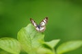 A small black butterfly is on the green leaf. Royalty Free Stock Photo