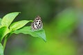 A small black butterfly is on the green leaf. Royalty Free Stock Photo