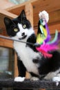 Small black and white cat is playing with a toy with colorful feathers Royalty Free Stock Photo