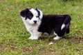 A small black and white Corgi puppy for a walk.