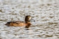 Diving duck with yellow eyes and blue beak.