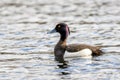 Small, black and white, diving duck with yellow eyes and blue beak.