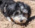 Small Black and White Dog Digging in Sand Royalty Free Stock Photo