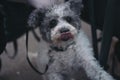 small black and white dog in closeup with tongue out Royalty Free Stock Photo