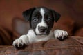 Small Black and White Dog Laying on Top of Couch. Generative AI