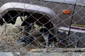 Small black and white dog under the car, behind the fence Royalty Free Stock Photo