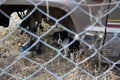 Small black and white dog under the car, behind the fence Royalty Free Stock Photo