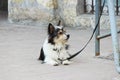 A small black and white dog waiting for the owner and tied to the store Royalty Free Stock Photo