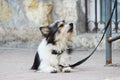 A small black and white dog waiting for the owner and tied to the store Royalty Free Stock Photo