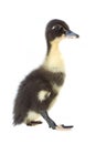 Small black and white ducks. Duckling isolated on white Royalty Free Stock Photo