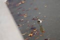 White-browed wagtail fishing near Bai tong on a bright sunny day