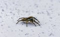 Small black and white jumping spider insect in Mexico Royalty Free Stock Photo