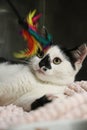 Small black and white kitten is lying down and playing with a colorful feather toy Royalty Free Stock Photo