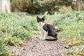 Small black and white kitten 4 months old sits on path, among blurred green grass Royalty Free Stock Photo