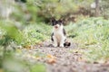 Small black and white kitten 4 months old sits on path and licks its lips, among blurred green grass Royalty Free Stock Photo