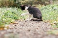 Small black and white kitten 4 months old sits on path and licks its paw, among blurred green grass Royalty Free Stock Photo