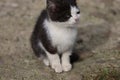 Small black-and-white kitten outdoors close-up Royalty Free Stock Photo