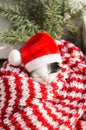 Small black and white kitten is sleeping sweetly, lying on a soft knitted striped scarf in a Santa hat Royalty Free Stock Photo