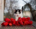 Small black and white kitten stands on a table near a bouquet of red tulips Royalty Free Stock Photo