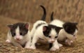 small black white kitten Royalty Free Stock Photo