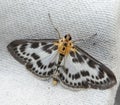 Small black and white Magpie Moth Royalty Free Stock Photo