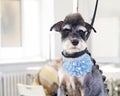 A small black and white miniature Schnauzer dog with a neck ornament Royalty Free Stock Photo