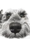 Small black and white miniature schnauzer dog wtih funny face looking at camera on white background Royalty Free Stock Photo