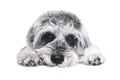 Small black and white miniature schnauzer dog wtih funny face looking at camera on white background Royalty Free Stock Photo