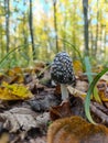 A small black and white mushroom in the woods Royalty Free Stock Photo