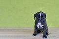 Small black with white spots on nose bridge and neck Boxer puppy on green background. Royalty Free Stock Photo