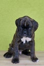 Small black with white spots on nose bridge and neck Boxer puppy on green background. Royalty Free Stock Photo