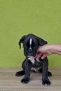 Small black with white spots on nose bridge and neck Boxer puppy on green background. Royalty Free Stock Photo