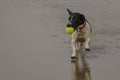 Small black and white terrier running on beach with tennis ball in mouth